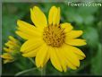 yellow daisy flower