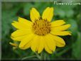 yellow daisy flower