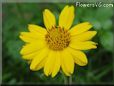 yellow daisy flower