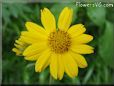 yellow daisy flower