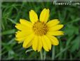 yellow daisy flower