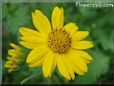 yellow daisy flower