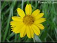 yellow daisy flower