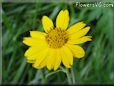 yellow daisy flower