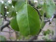 pear leaf