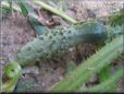 small cucumber