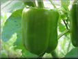 bell pepper garden plant picture