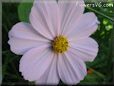 pink cosmos flower