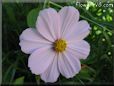 pink cosmos flower