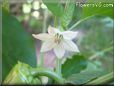 bell pepper flower