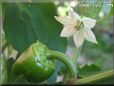 bell pepper flower