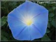 blue morningglory flower