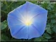 blue morningglory flower