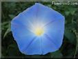 blue morningglory flower