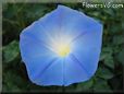 blue morningglory flower