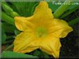 squash flower