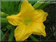 squash flower