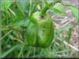 bell pepper