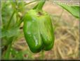 bell pepper