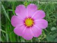 pink cosmos flower
