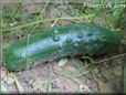 large cucumber