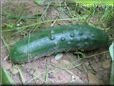 large cucumber