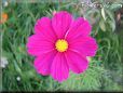 dark red cosmos flower