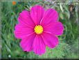 dark red cosmos flower