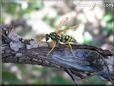 black gold wasp