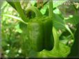 bell pepper