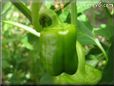 bell pepper