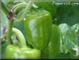 bell pepper