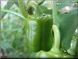 bell pepper