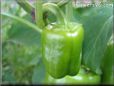 bell pepper