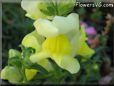 yellow snap dragon flower