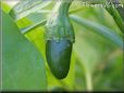 green chile pepper
