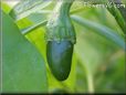 green chile pepper