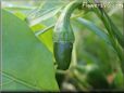 green chile pepper