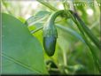 green chile pepper