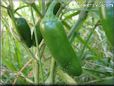 jalapeno pepper