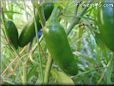 jalapeno pepper