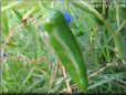 jalapeno pepper