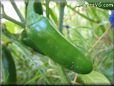 jalapeno pepper