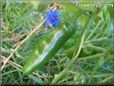 jalapeno pepper