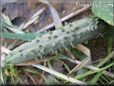 small cucumber