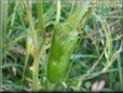  jalapeno pepper