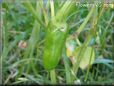  jalapeno pepper