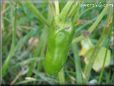  jalapeno pepper