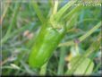  jalapeno pepper
