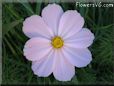 pink cosmos flower